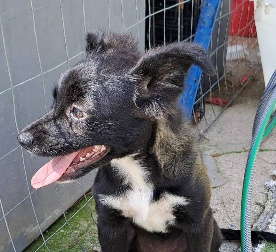 Adozione cane, femmina, meticcio, 2 anni e 6 mesi, taglia piccola, Crotone