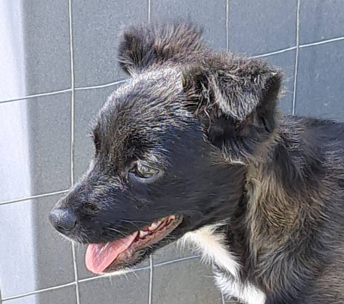 Adotta un cane, femmina, 2 anni e 6 mesi, Crotone
