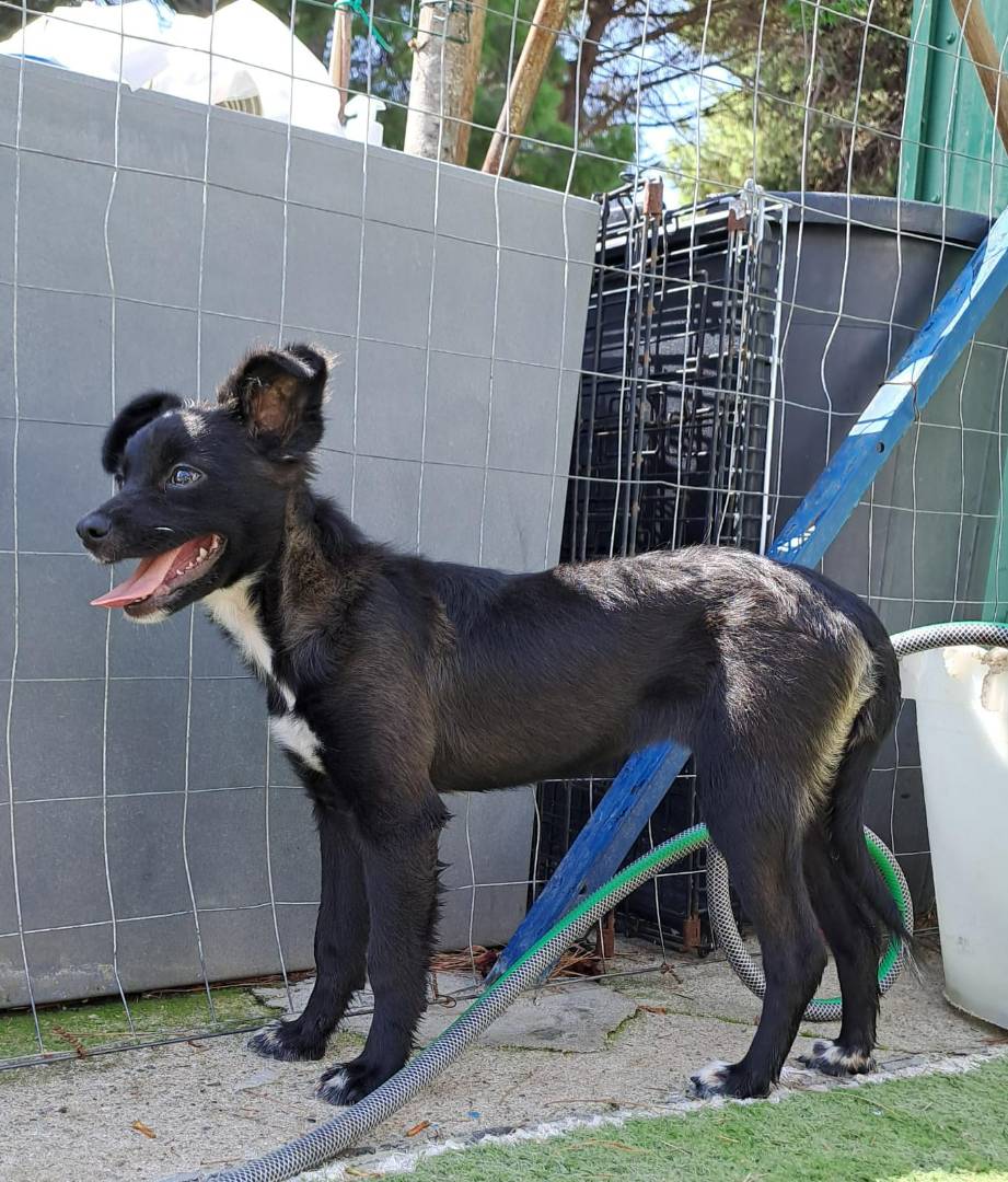 Adotta un cane, taglia piccola, femmina, Crotone