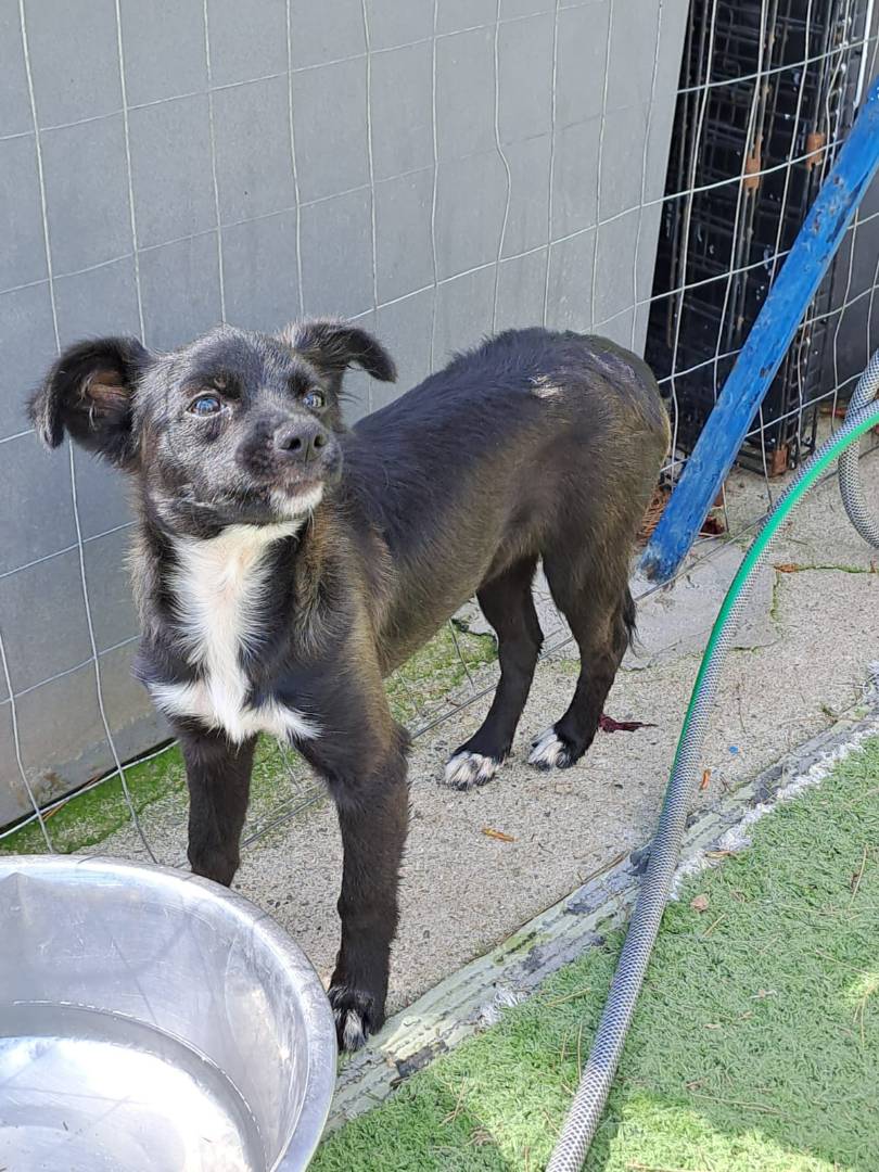 Adotta il cane ANGELICA  a Crotone