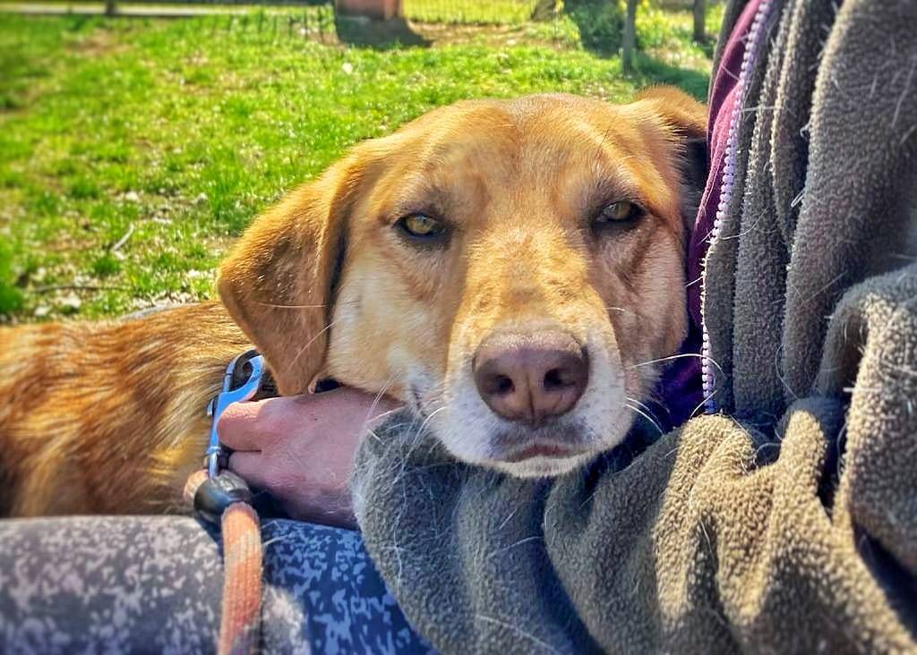 Adozione cane, femmina, meticcio, 7 anni e 7 mesi, taglia media, Pavia