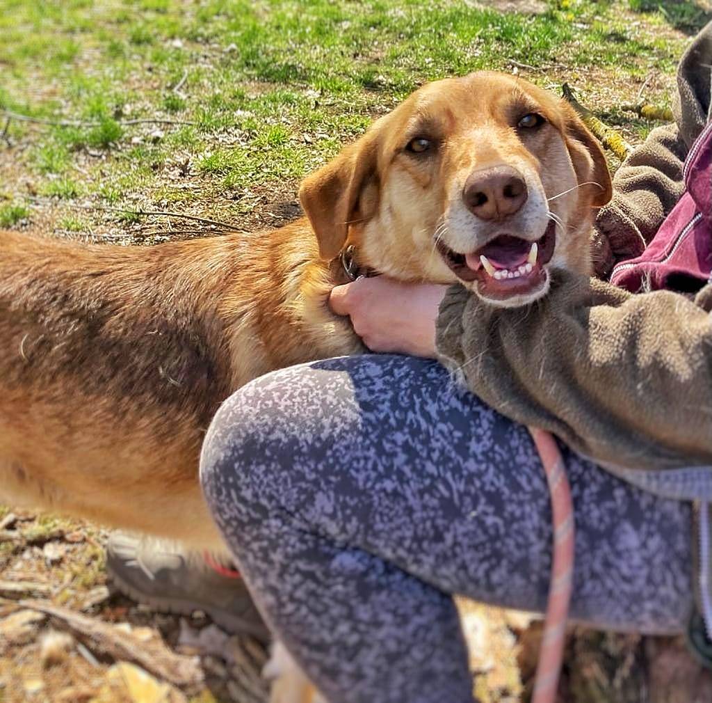 Adotta un cane, taglia media, femmina, Pavia