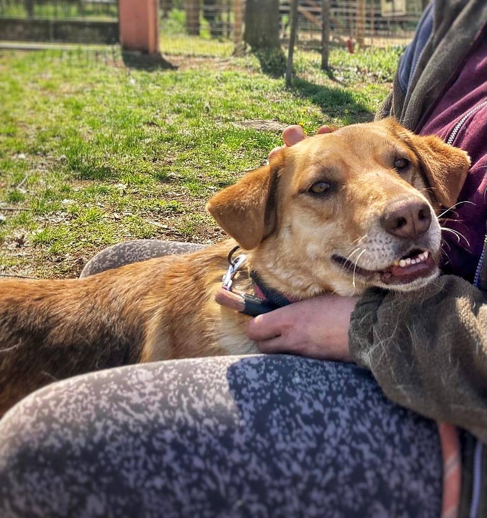 Vuoi adottare un cane a Pavia?