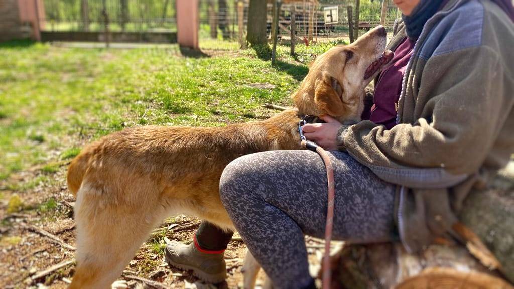 Adotta il cane CLEO a Pavia