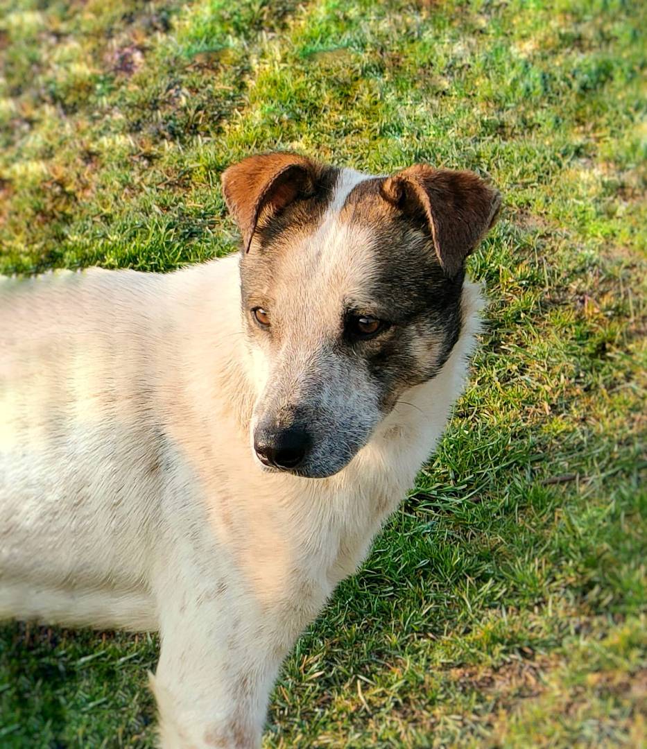 Adotta il cane FELIX a Parma