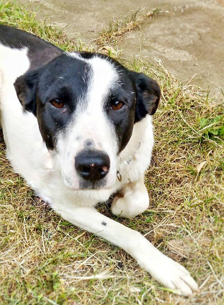 Adozione cane, femmina, meticcio, 3 anni e 8 mesi, taglia media, Pavia