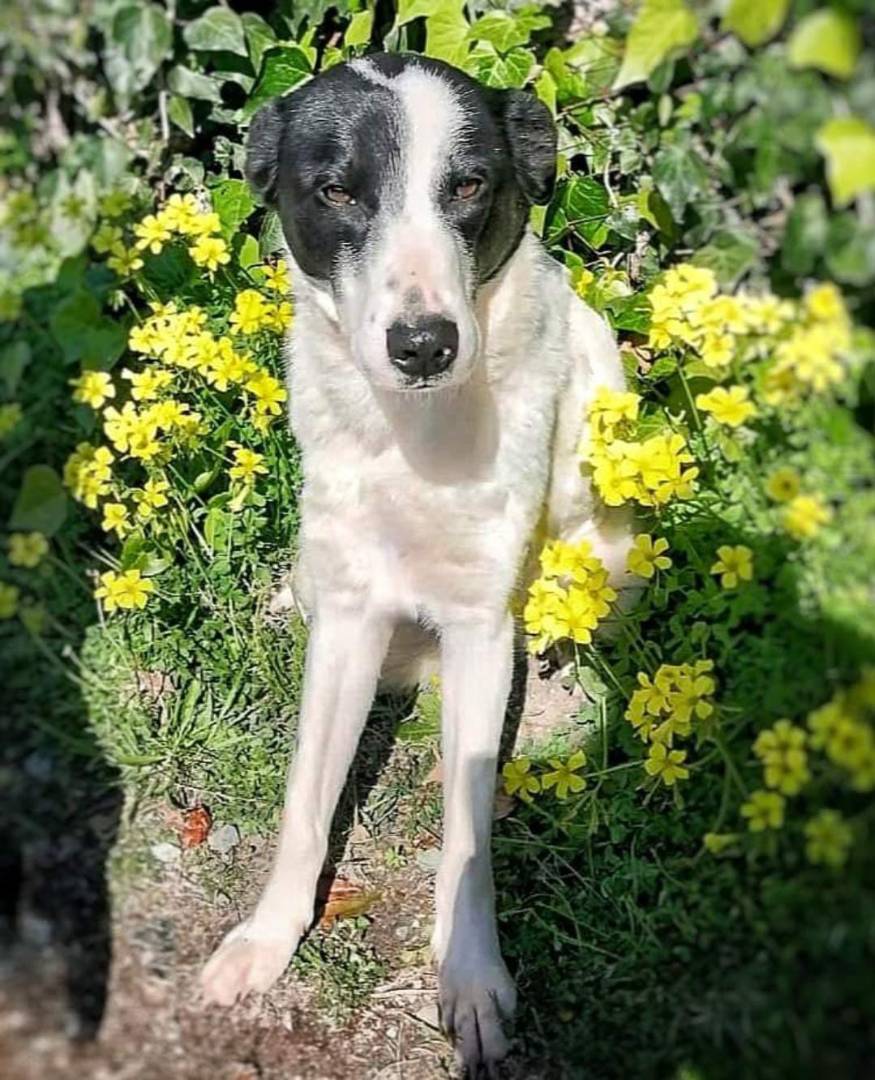 Adotta un cane, femmina, 3 anni e 8 mesi, Pavia