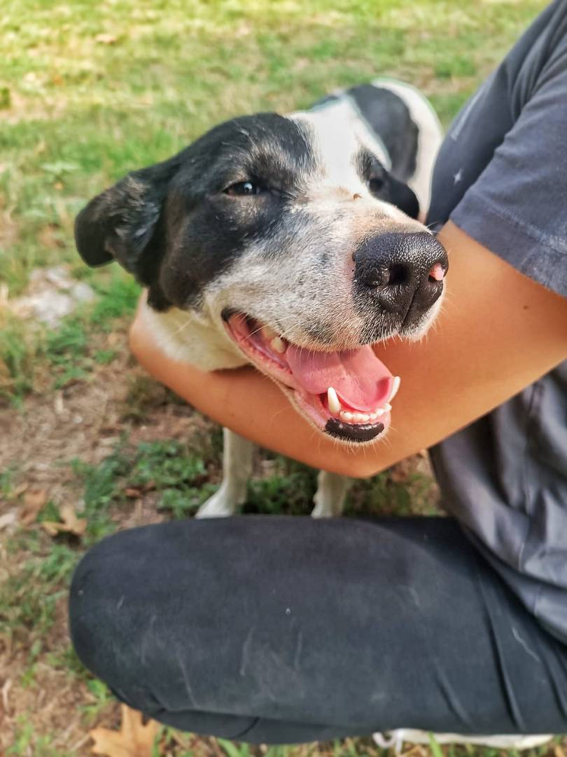 Vuoi adottare un cane a Pavia?