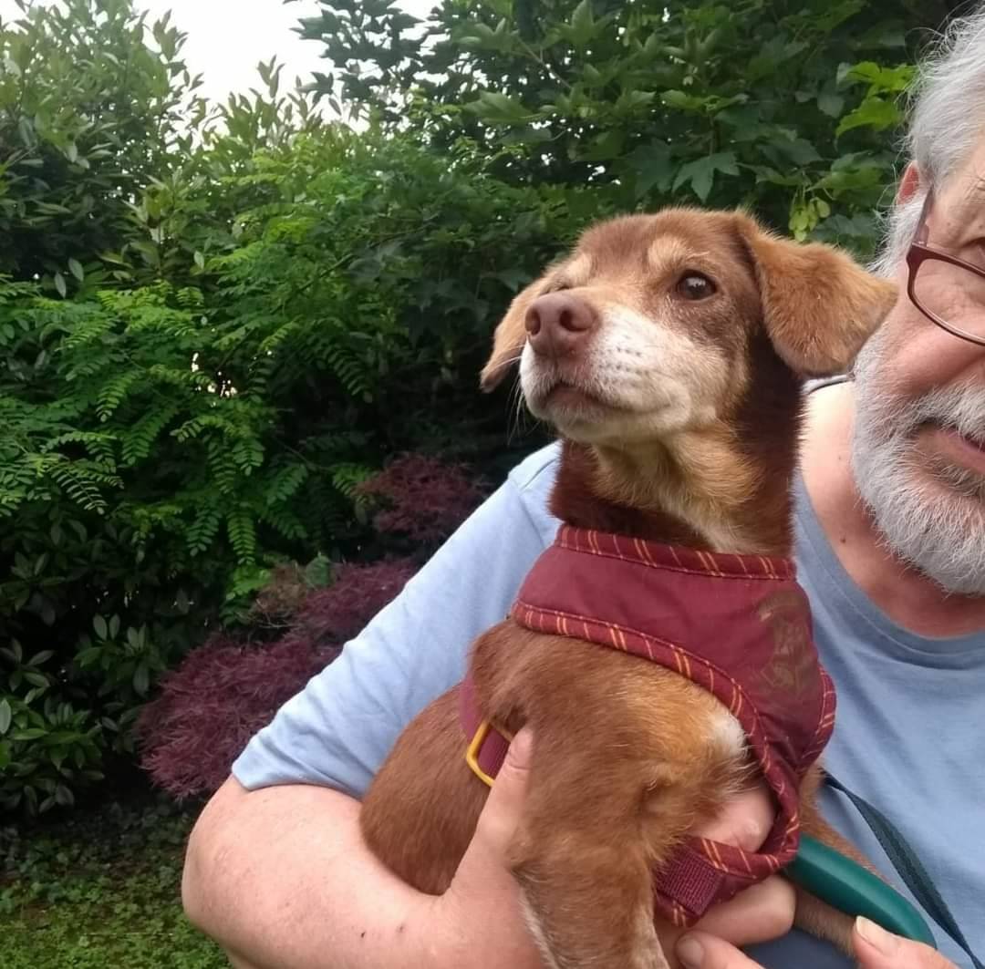 Adozione cane, femmina, meticcio, 11 anni e 3 mesi, taglia piccola, Milano