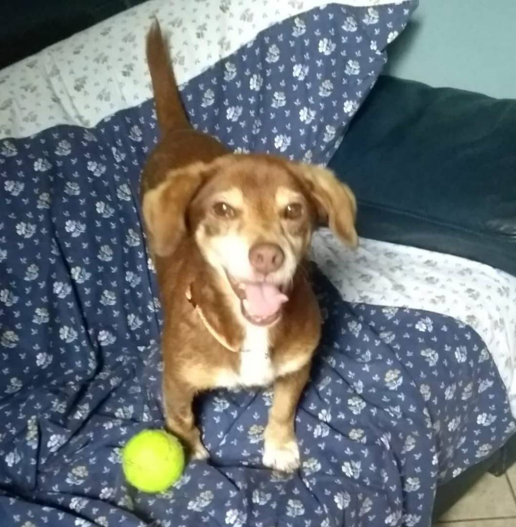 Adotta un cane, femmina, 11 anni e 3 mesi, Milano