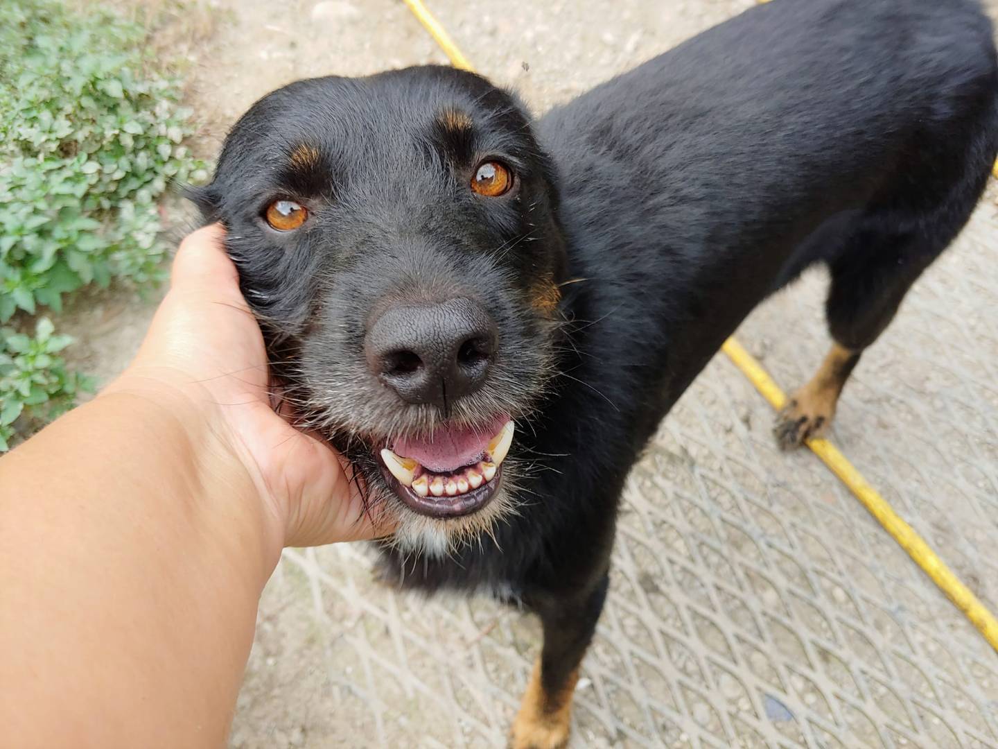 Adozione cane, maschio, meticcio, 8 anni  e 3 mesi , taglia media, Messina