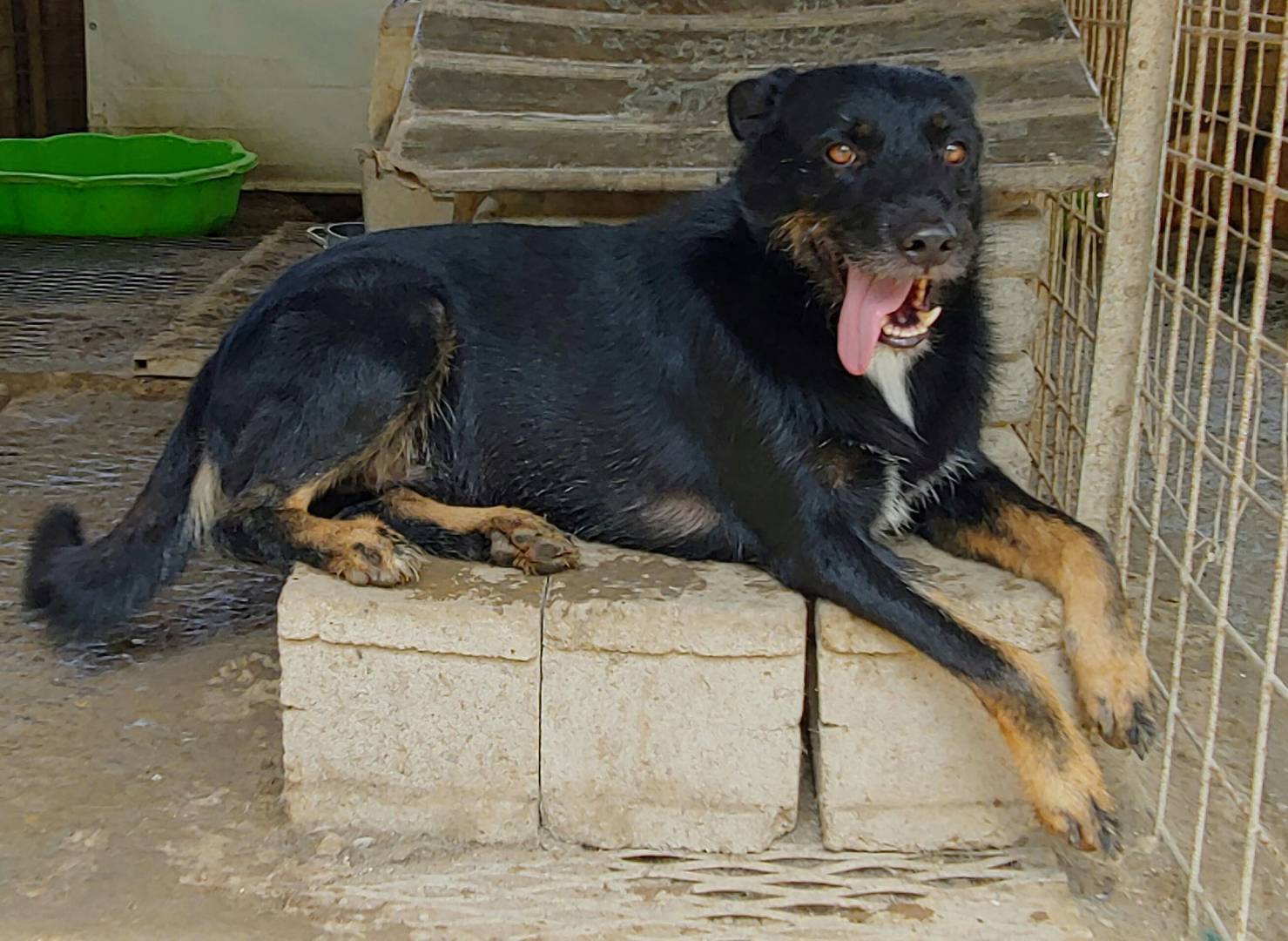 Adotta un cane, maschio, 8 anni  e 3 mesi , Messina