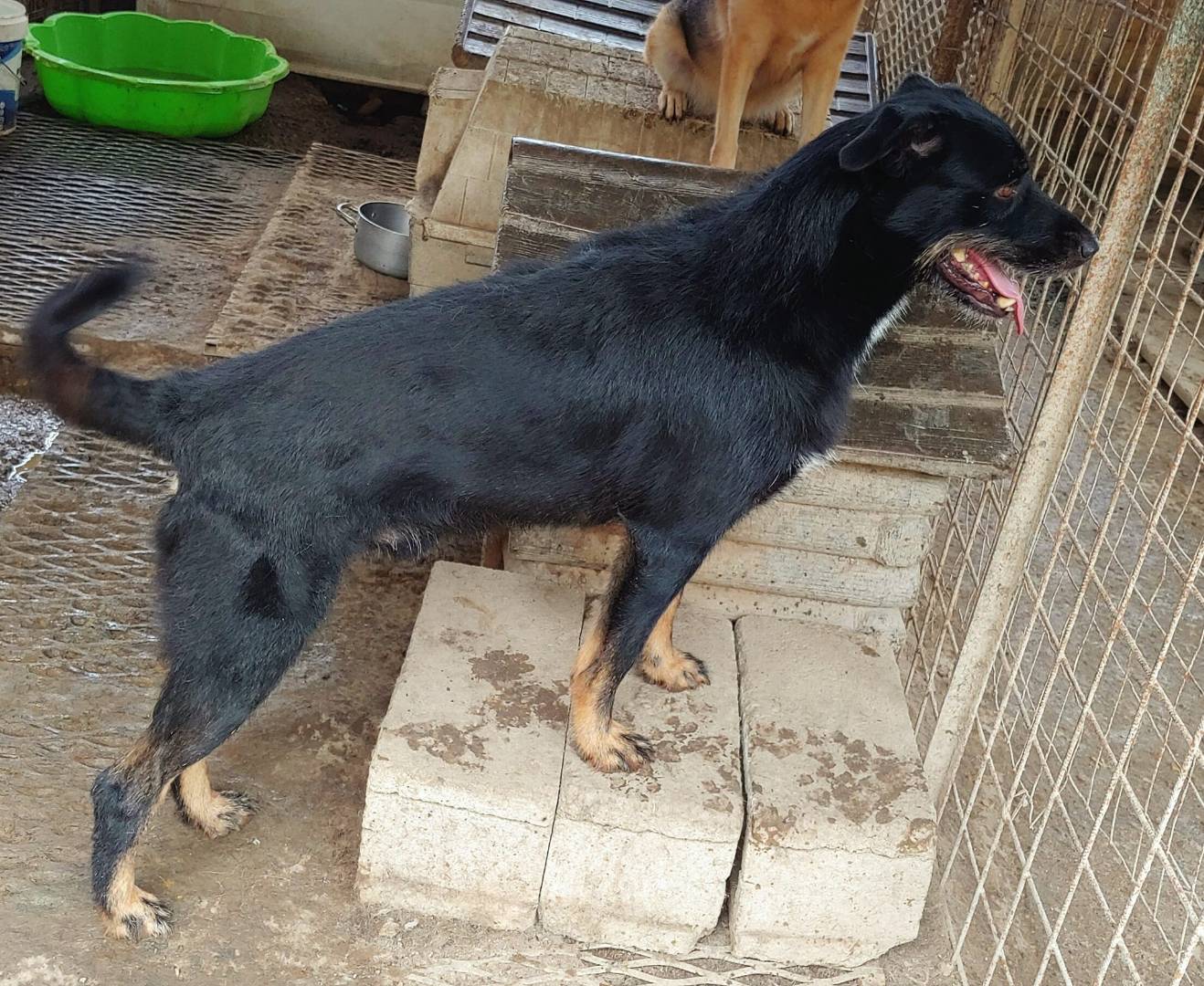 Adotta un cane, taglia media, maschio, Messina
