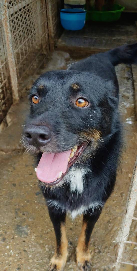 Vuoi adottare un cane a Messina?