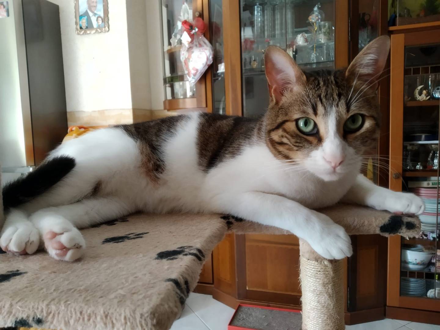 Foto dell'animale