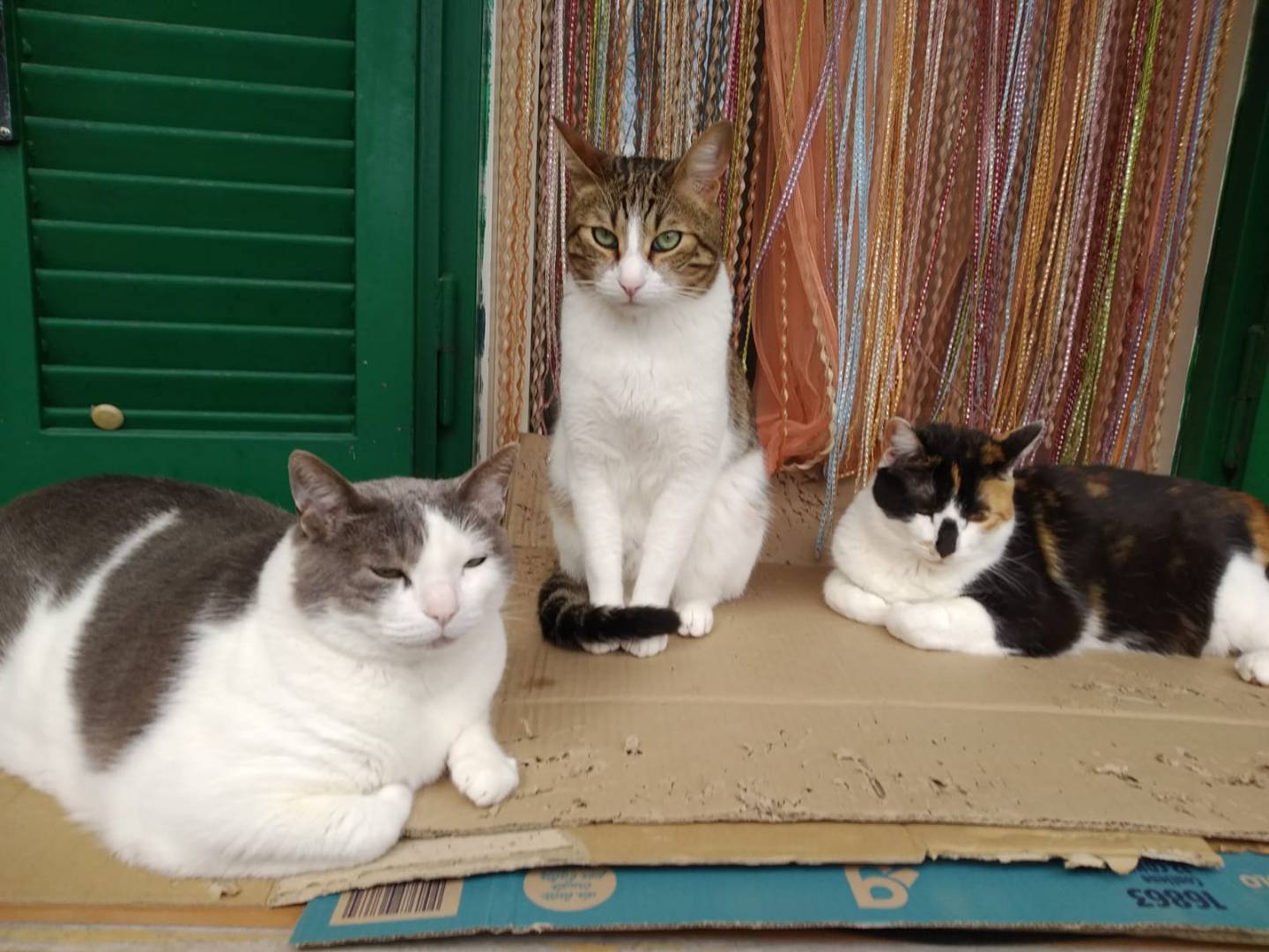 Vuoi adottare un gatto a Napoli?