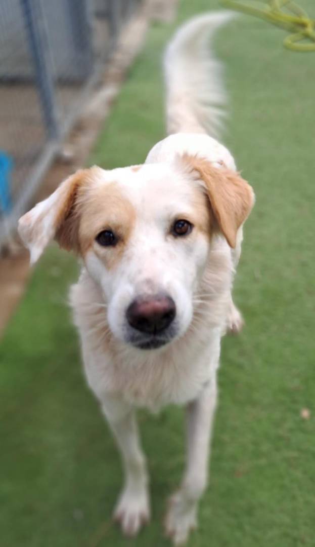 Adozione cane, femmina, meticcio, 5 anni e 5 mesi, taglia media, Crotone