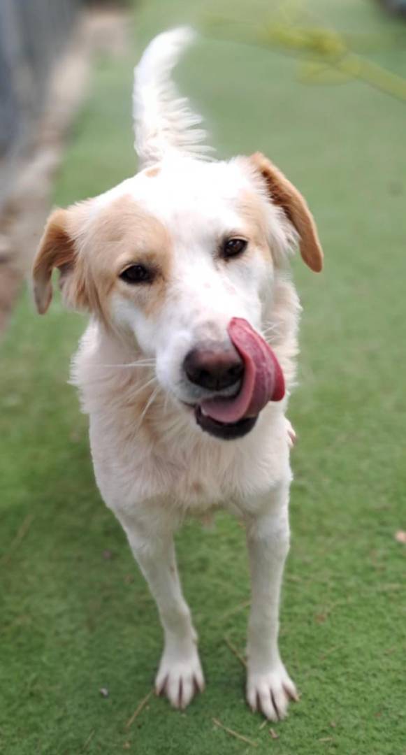 Adotta un cane, femmina, 5 anni e 5 mesi, Crotone