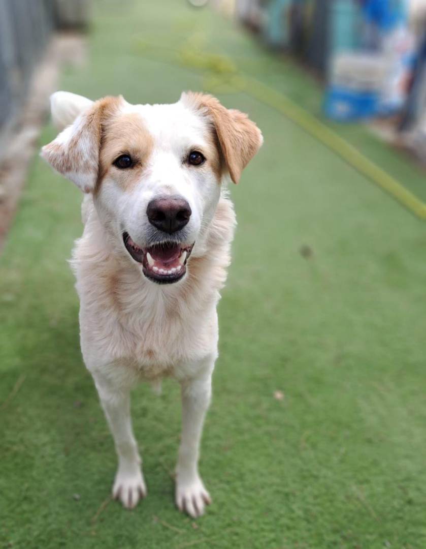 Adotta un cane, taglia media, femmina, Crotone