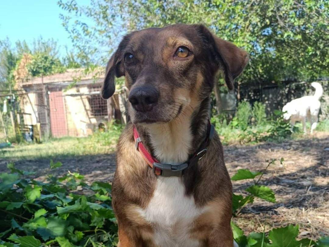 Adozione cane, femmina, meticcio, 5 anni e 2 mesi, taglia media, Crotone