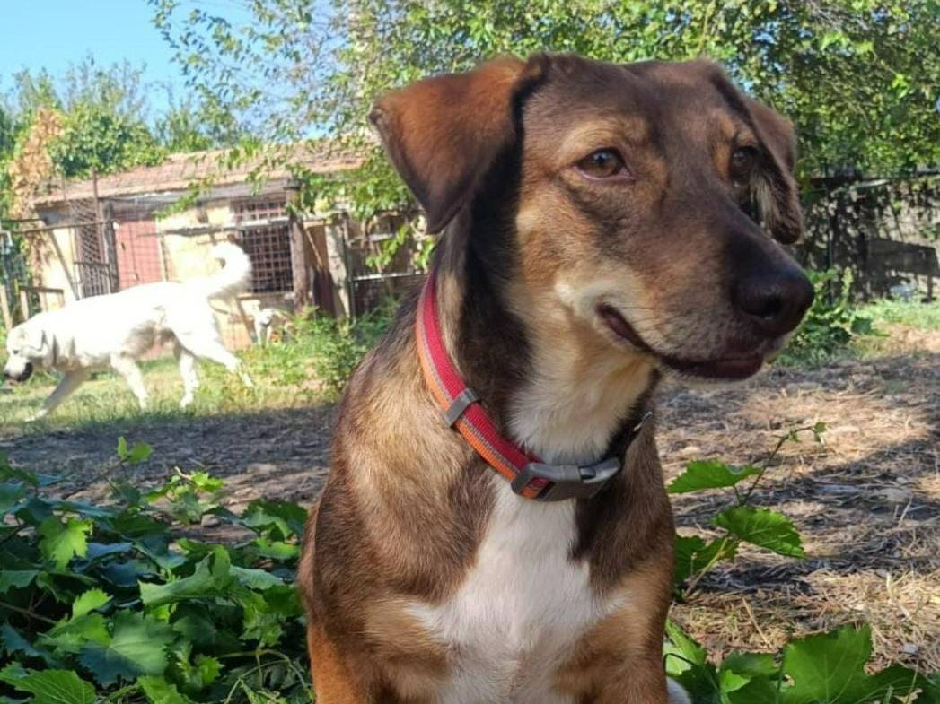 Adotta un cane, femmina, 5 anni e 2 mesi, Crotone