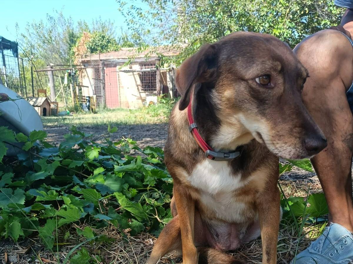 Adotta un cane, taglia media, femmina, Crotone