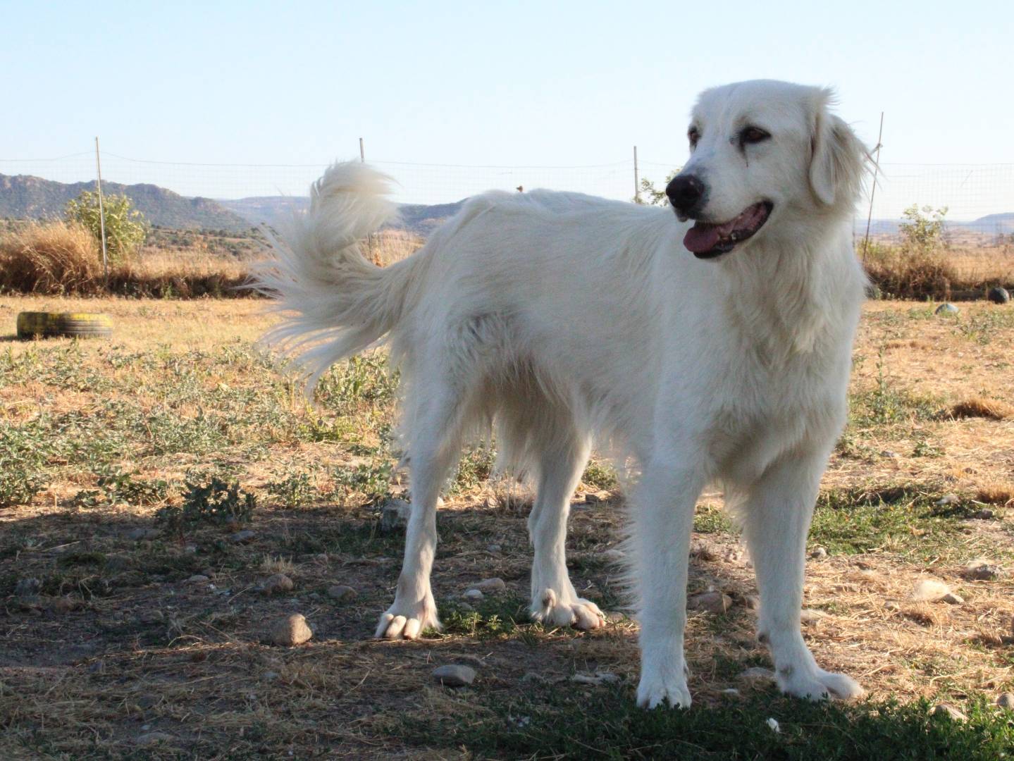 Adotta un cane, femmina, 3 anni  e 5 mesi , Sassari