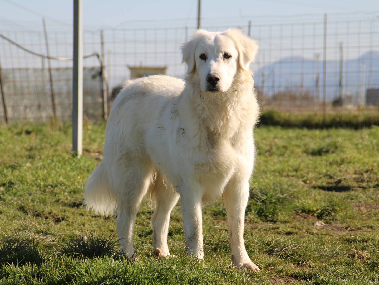 Vuoi adottare un cane a Sassari?