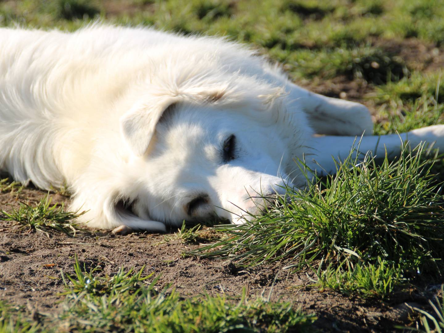 Adotta un cane, taglia media, femmina, Sassari