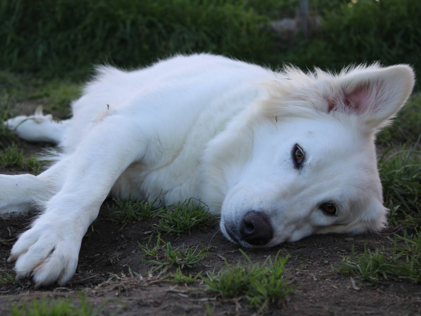Adotta un cane, taglia media, femmina, Sassari