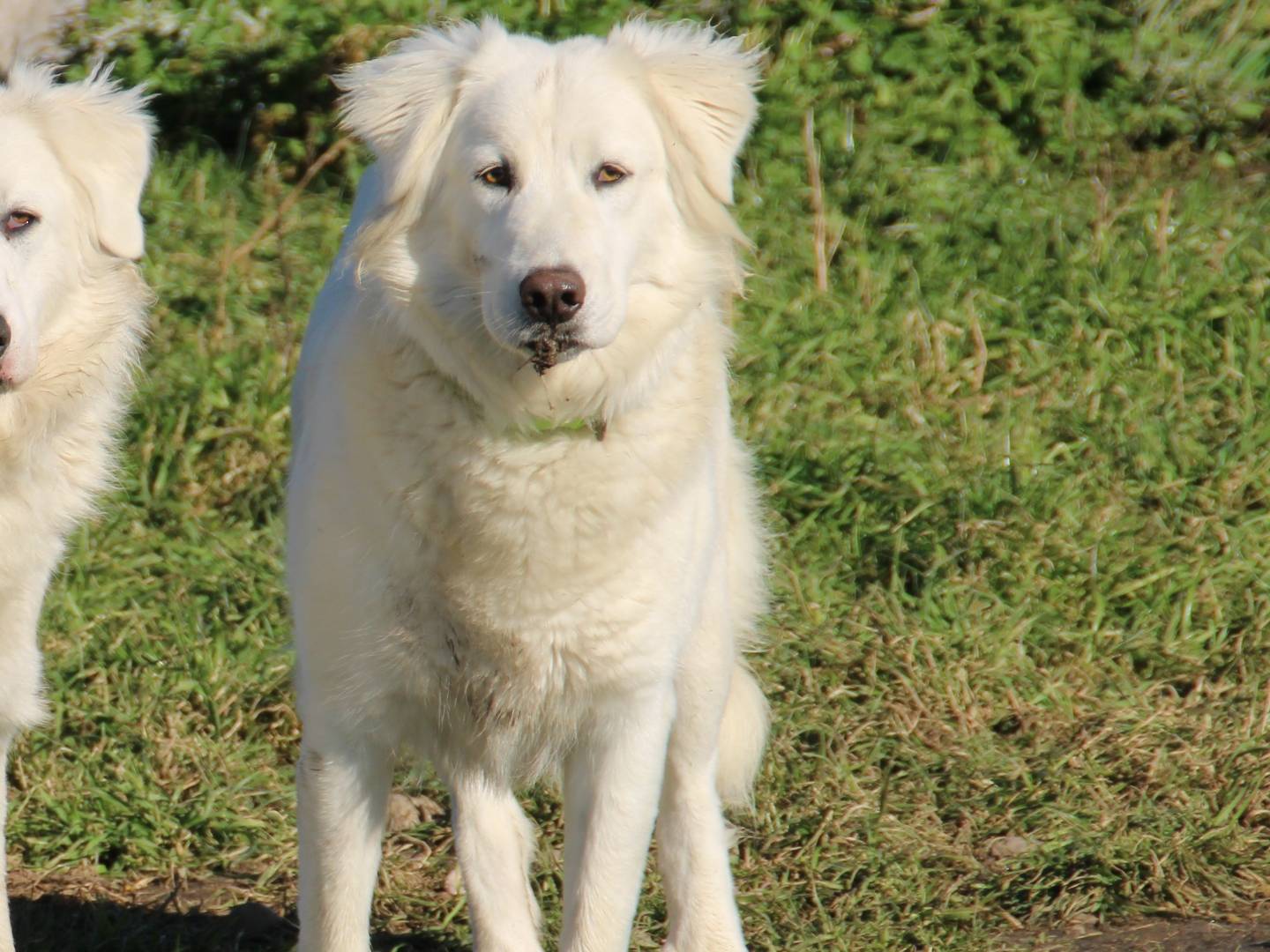 Vuoi adottare un cane a Sassari?