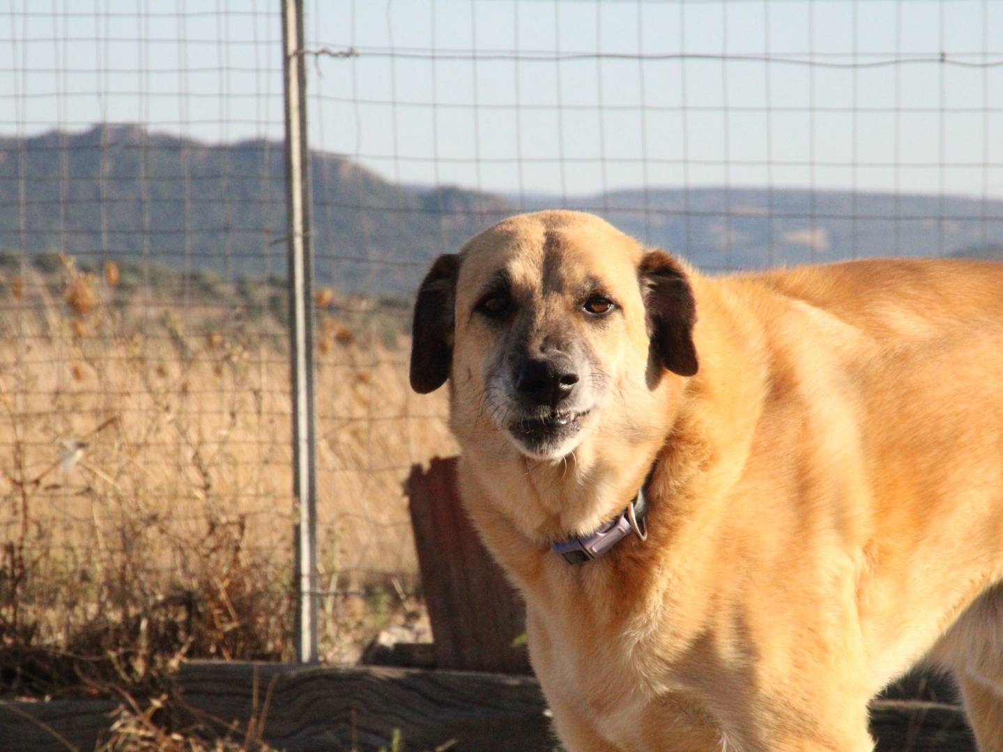 Adotta un cane, maschio, 6 anni  e 5 mesi , Sassari