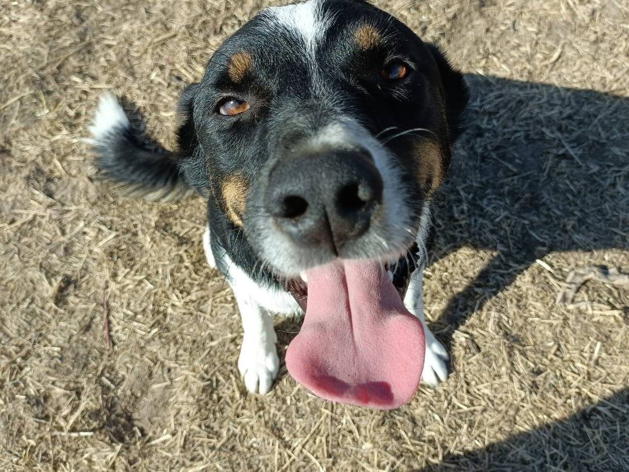 Adotta un cane, maschio, 3 anni  e 10 mesi , Sassari