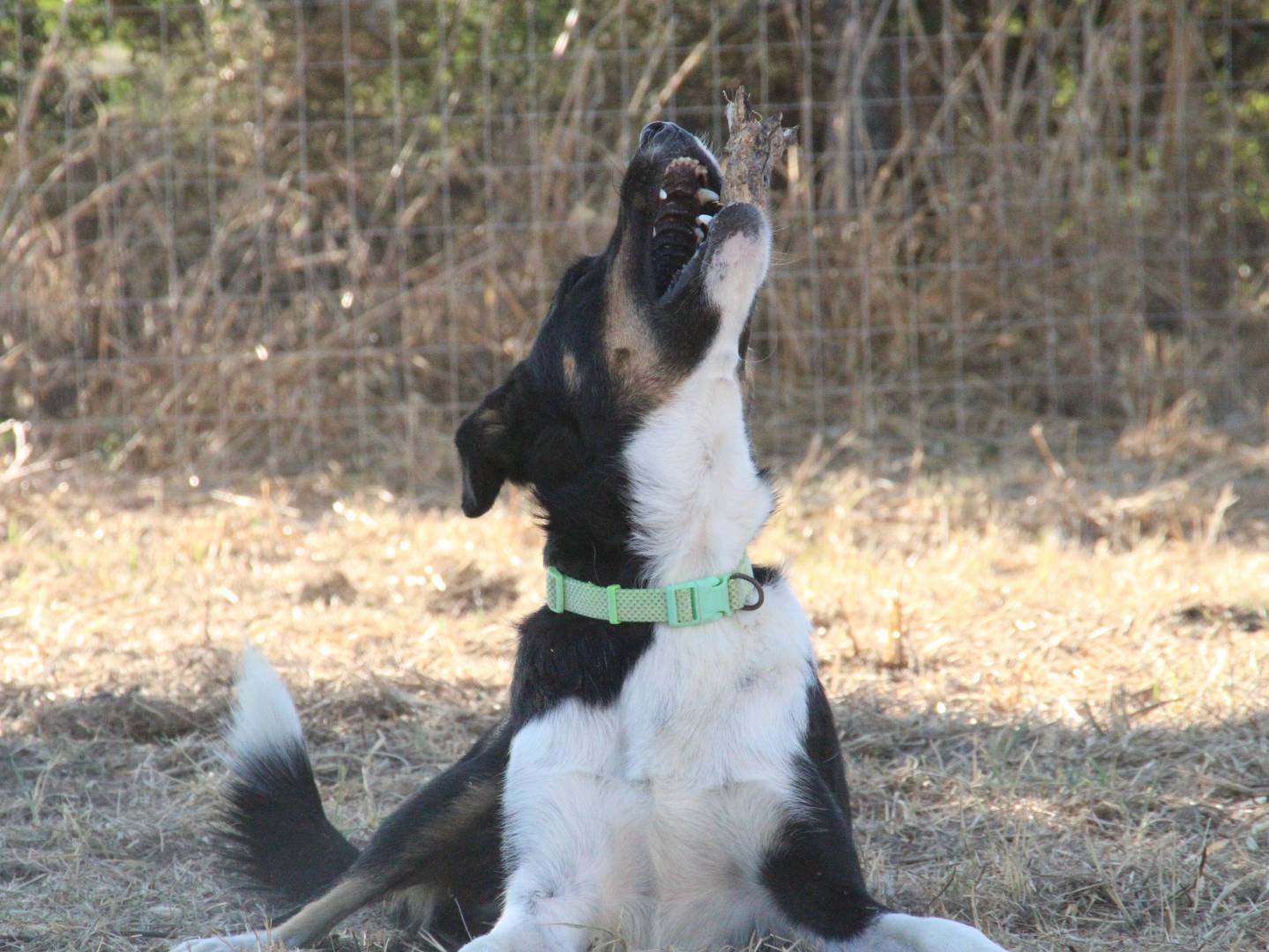 Vuoi adottare un cane a Sassari?