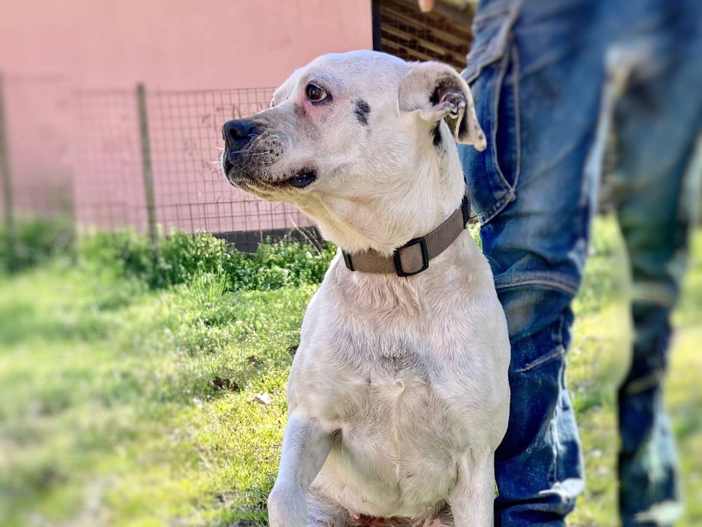 Vuoi adottare un cane a Pavia?