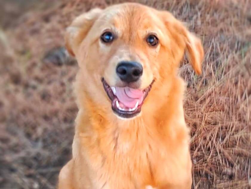 Adozione cane, maschio, meticcio, 2 anni e 4 mesi, taglia media contenuta, Crotone