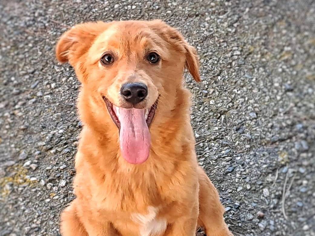 Adotta un cane, maschio, 2 anni e 4 mesi, Crotone