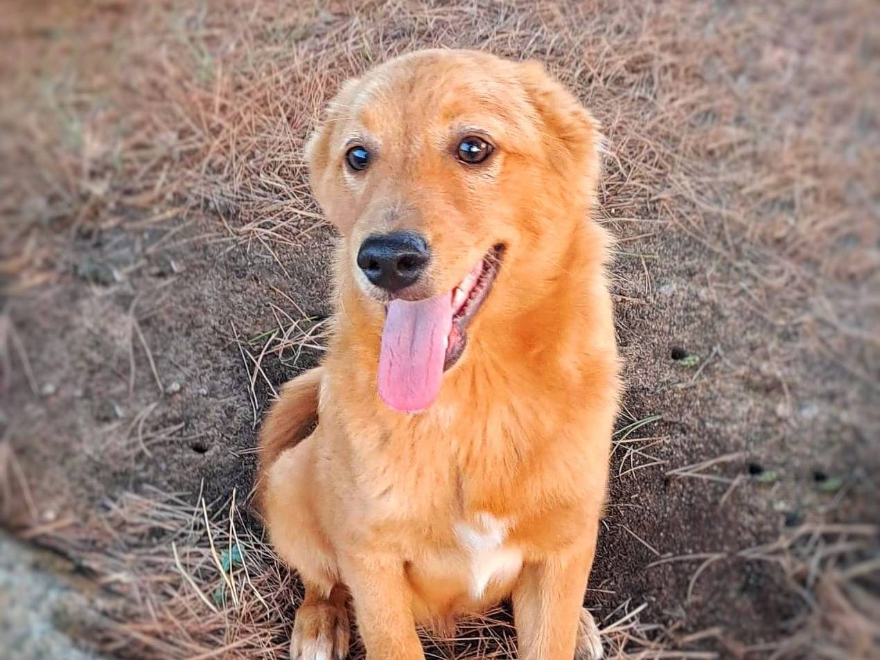 Adotta un cane, taglia media contenuta, maschio, Crotone