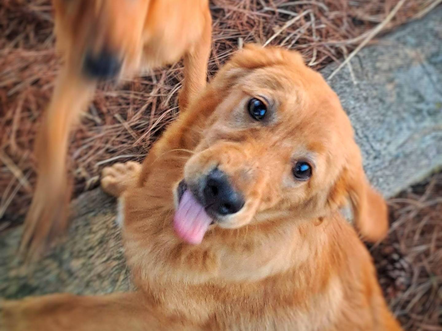 Vuoi adottare un cane a Crotone?