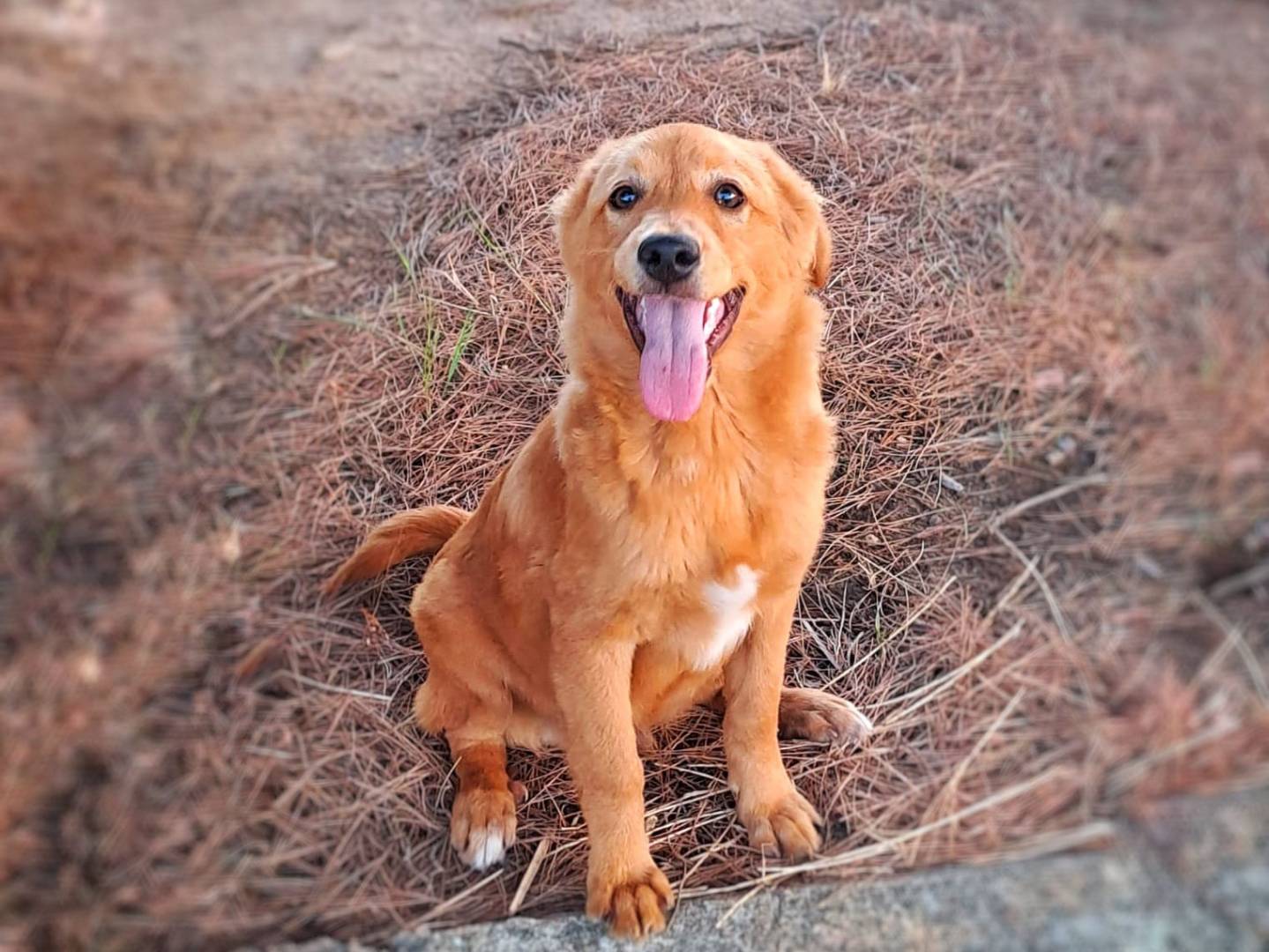 Adotta il cane BACON  a Crotone