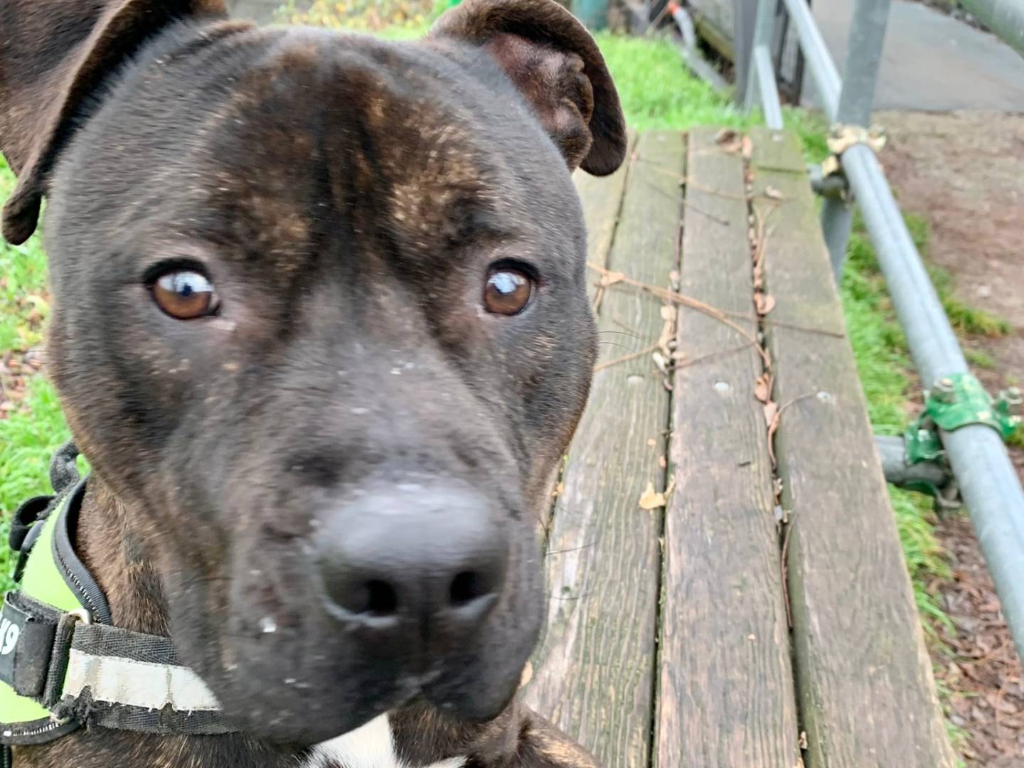 Adotta un cane, maschio, 3 anni  e 8 mesi , Monza