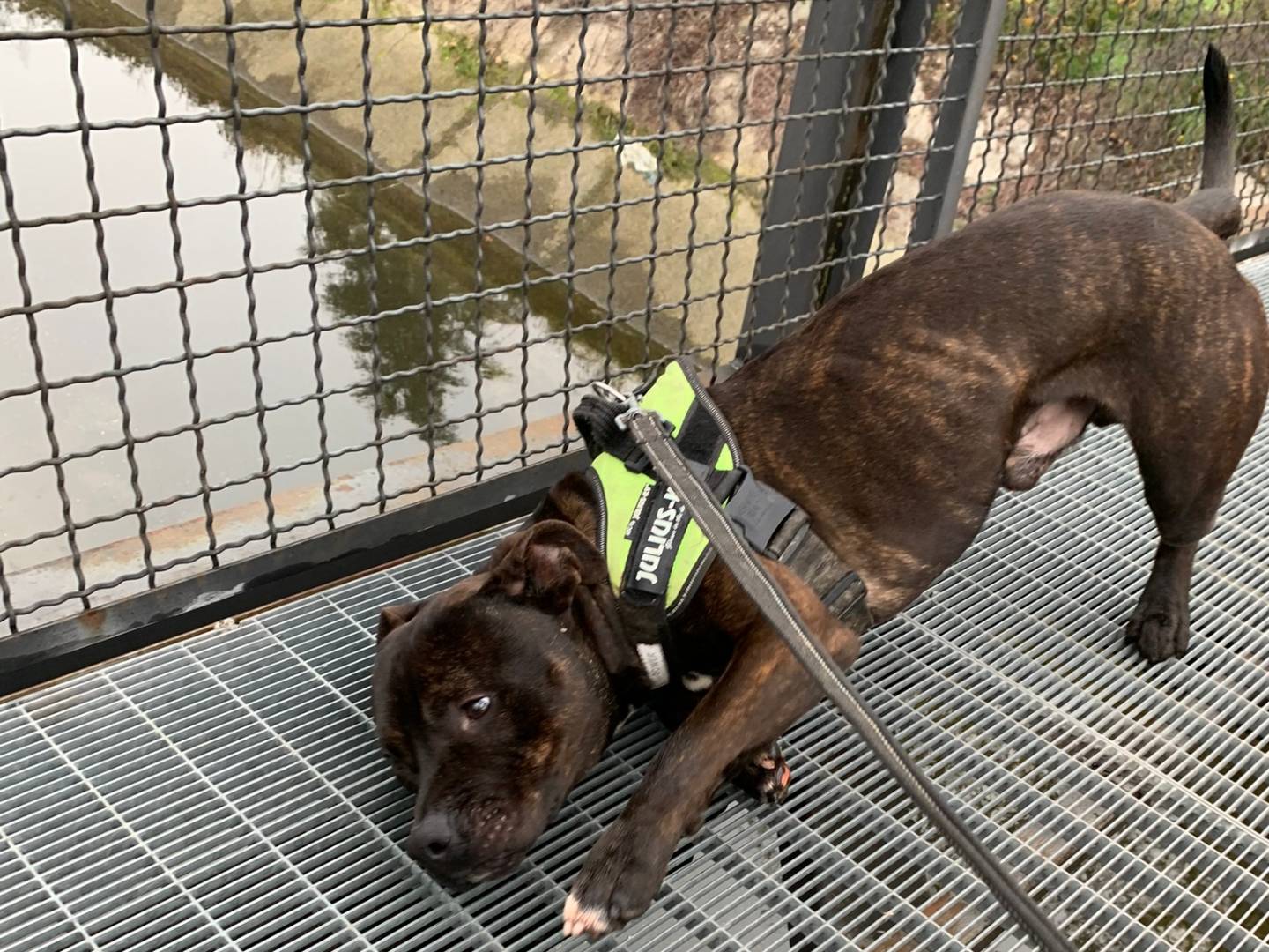 Adotta un cane, taglia media, maschio, Monza