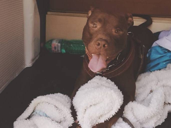 Adotta un cane, taglia media, maschio, Monza
