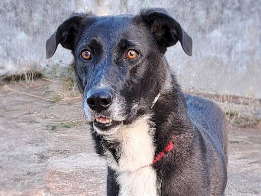 Adozione cane, femmina, meticcio, 3 anni e 7 mesi, taglia media, Crotone