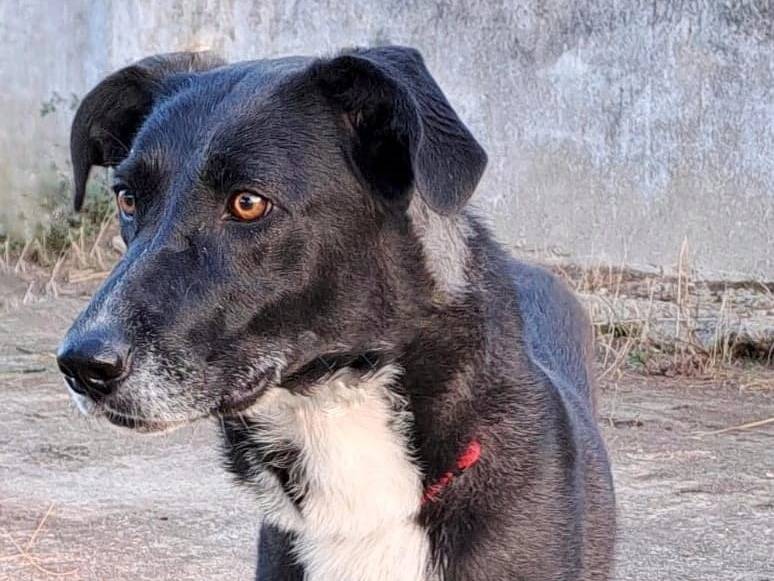 Adotta un cane, taglia media, femmina, Crotone