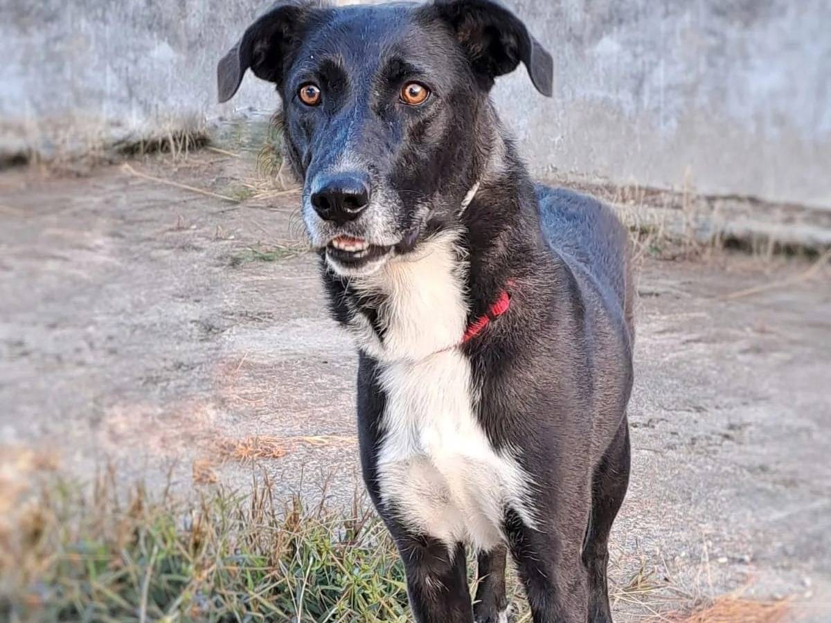 Vuoi adottare un cane a Crotone?