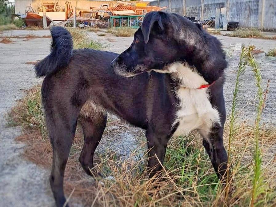 Adotta il cane NALA a Crotone
