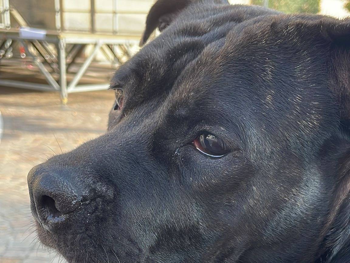 Adozione cane, femmina, American Staffordshire Terrier, 3 anni e 9 mesi, taglia media, Milano