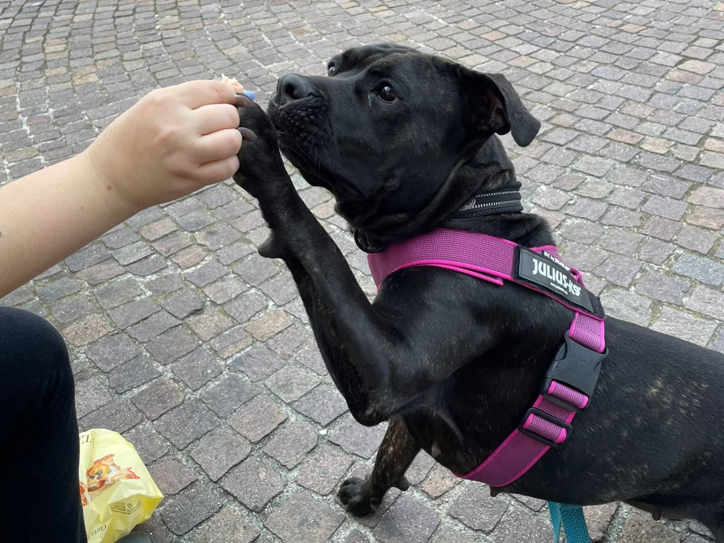 Adotta un cane, femmina, 3 anni e 9 mesi, Milano