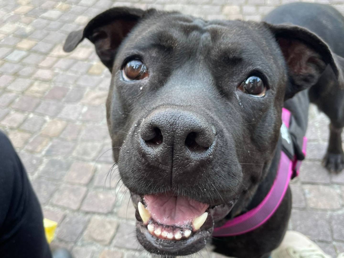 Adotta un cane, taglia media, femmina, Milano